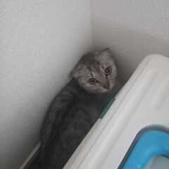 美人猫✨ザバトラ猫ちゃん