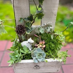 多肉植物 観葉植物 7種 寄せ植え  抜き苗でお渡し