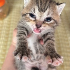 5月5日生まれ キジトラ🐱(相談中)