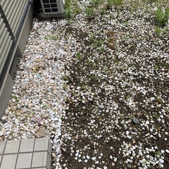 庭の石たちの画像