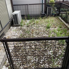 庭の石たち