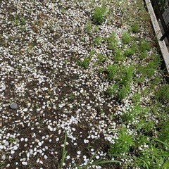 庭の石たちの画像