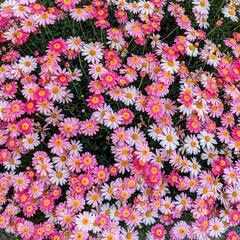 【お好きな組み合わせでいかが？】1000円分のお花や苗の画像