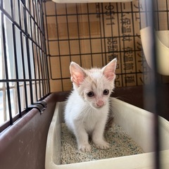 至急  1ヶ月半くらいの可愛い子猫ちゃん 女の子