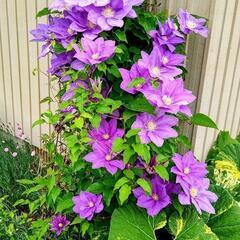 【お好きな組み合わせでいかが？】1000円分のお花や苗