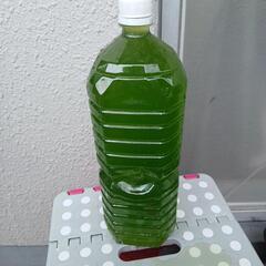 最終日6月30日まで，5:00円から、4:00円に、値下げグリー...