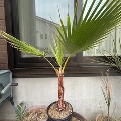 ワシントンヤシ