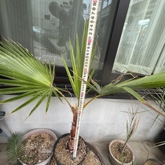 ワシントンヤシの画像