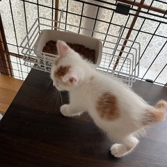 【6/22(日)譲渡会】⭐️茶白子猫♂マツダくん