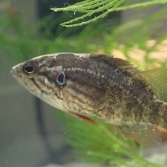 オヤニラミ