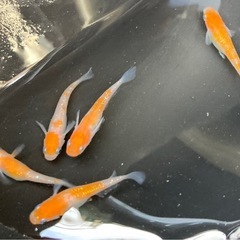 アマテラス(赤系) メダカの卵20個➕α