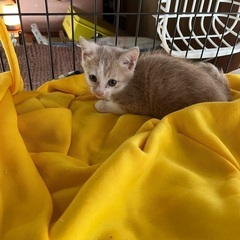 【6/22(日)譲渡会】茶白（クリーム）子猫♂⭐️ホンダくん