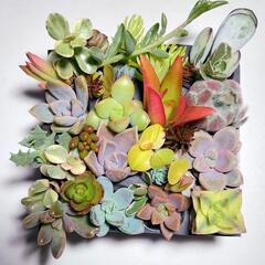 多肉植物16カット苗セット【育成説明書付】