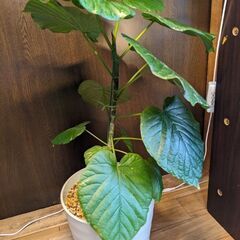 フィカス・ウンベラータ