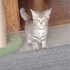 生後3ヶ月の子猫4匹、生後2ヶ月の子猫2匹です【1匹里親さん決定...