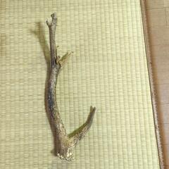 鹿の角