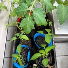 夏野菜の苗