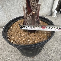 ココスヤシ
の画像