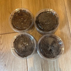 ニジイロクワガタ　幼虫