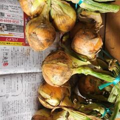 家庭菜園野菜