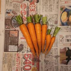 家庭菜園野菜色々の画像