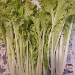 家庭菜園野菜色々の画像