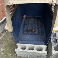大型犬　ゲージ　小屋の画像