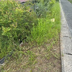 土手下の草取り