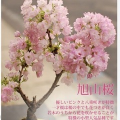 旭山桜（一才桜）の苗