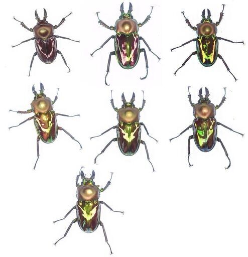 ニジイロ成虫　7ペアセット！Ｓサイズ 新入荷！ ニジイロクワガタ紫紺系成虫ペア（2025年10月羽化） ニジイロ 