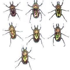 ニジイロ成虫　7ペアセット！Ｓサイズの画像
