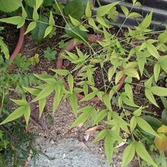 南天素焼鉢？込み　2鉢　手渡し希望の画像