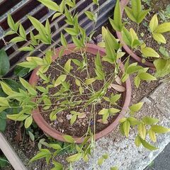 南天素焼鉢？込み　2鉢　手渡し希望の画像