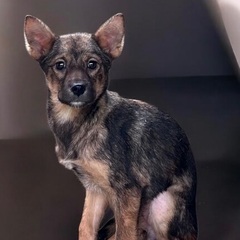 ❤️保健所からの保護犬❣️約3ヶ月❣️