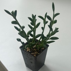 多肉植物　アーモンドネックレス　プラ鉢ごと