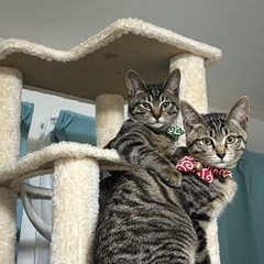 オス猫メス猫2匹一緒に貰っていただける方