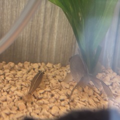 水槽金魚一式の画像