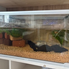 水槽金魚一式の画像