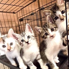 可愛い子猫達です♪