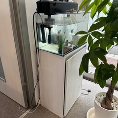 魚3匹　水槽の一式セットを出品いたします。
