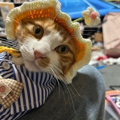猫 男の子 1歳
