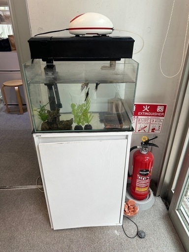 魚3匹　水槽の一式セットを出品いたします。