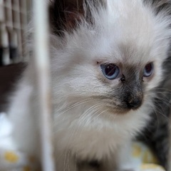 シャムとキジの兄妹の里親募集