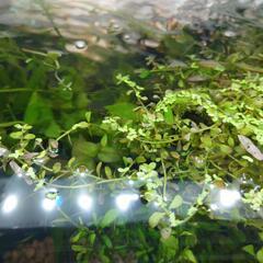 水草 ロタラ 剪定で出た物。その4。東京都府中市八幡町2-2-2