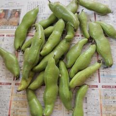お話中【訳あり】豆