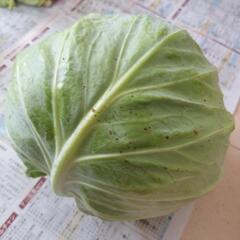 お話中【訳あり】キャベツ