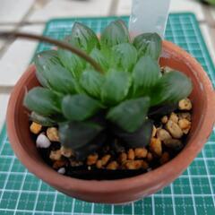 多肉植物　ハオルチア　オブツーサ