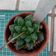 多肉植物　ハオルチア　オブツーサの画像