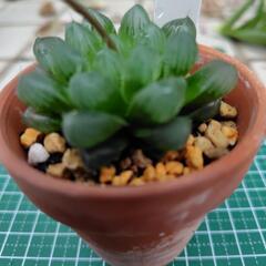 多肉植物　ハオルチア　オブツーサの画像