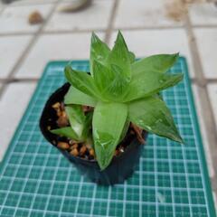 多肉植物　ハオルチア　シンビフォルミス